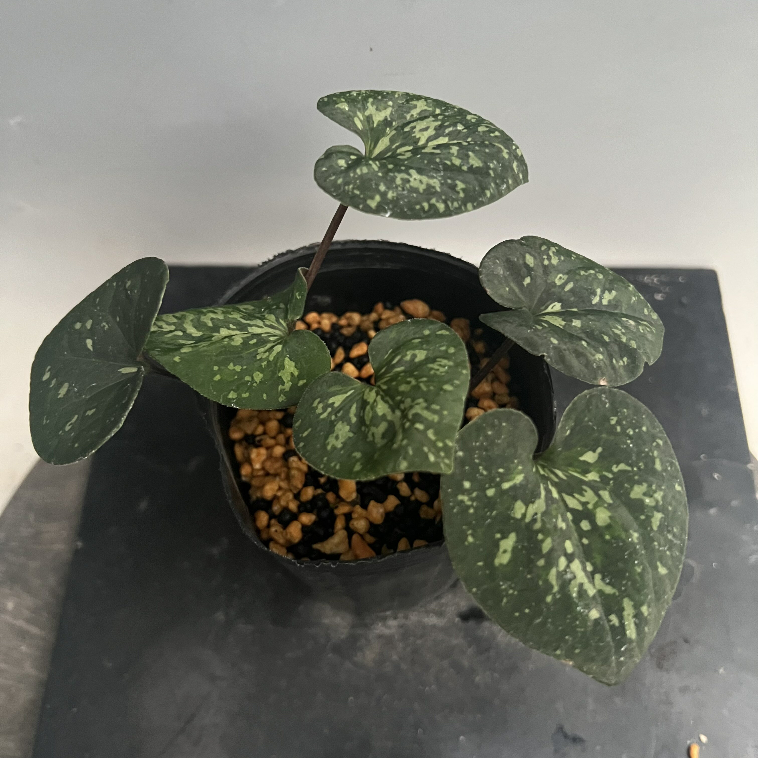 ��Υɥ饫�󥢥������������