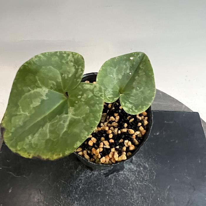 ミヤコアオイ多弁花