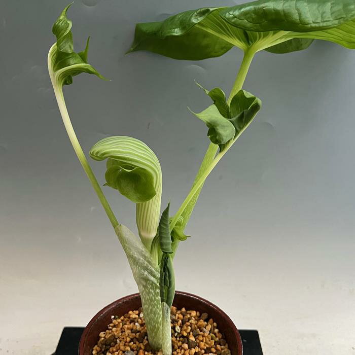 ムサシアブミ『青竜頭』