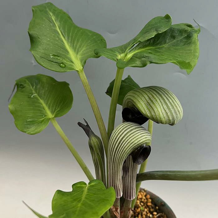 ムサシアブミ 一ッ葉