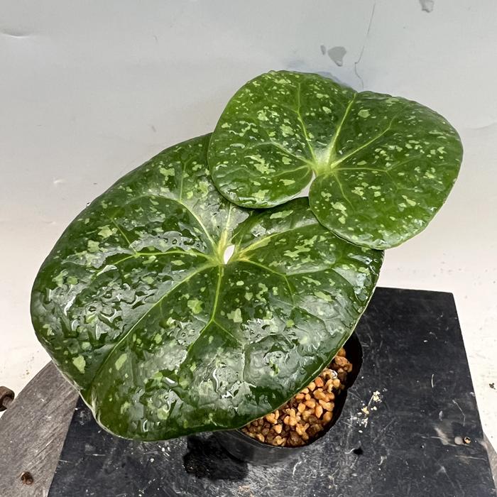 ナンゴクアオイ緑花