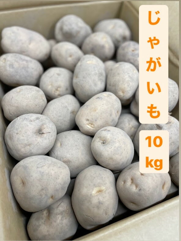 【北海道産　じゃがいも　10kg】【送料無料】【サイズおまかせ】【お得　加工　業務用　飲食店】【北海道、沖縄への発送不可】