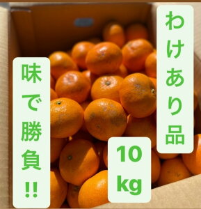 【今年も販売スタート!!! 】【現在　極早生品種】【静岡　三ヶ日みかん　10kg　わけあり品（皮キズ等あり）(2S〜2L約10kg）】【※沖縄、その他離島へは別途料金】【※日程指定対応不可】