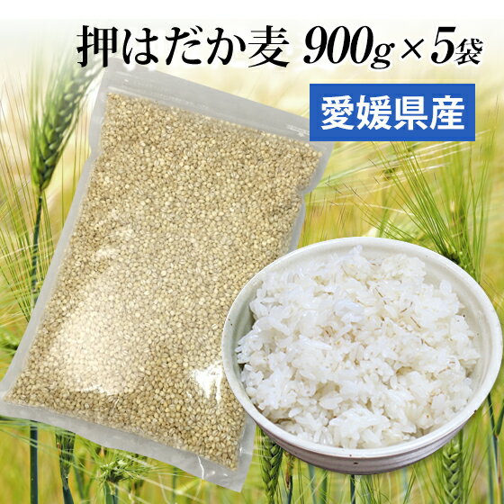 国産 押はだか麦 1kg×5袋 お徳用 大麦 もち麦と同じ はだか麦のうるち性 100% 愛媛県産大麦βグルガンが豊富！ ギフトにも プレゼント