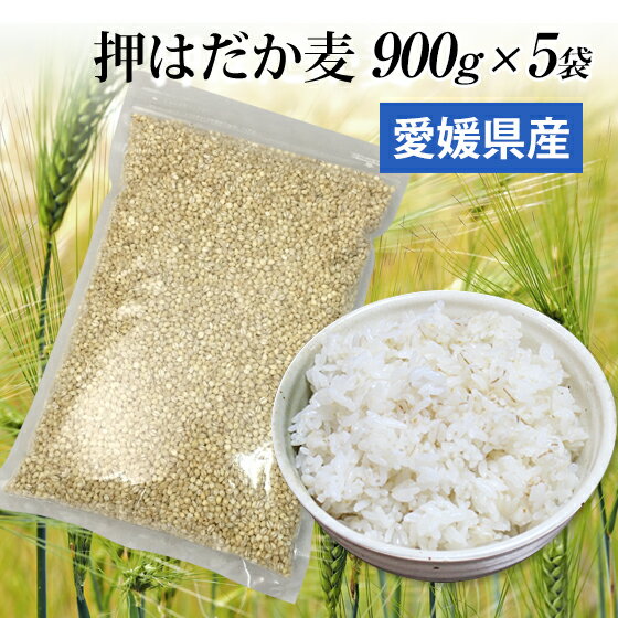 国産 押はだか麦 900g 5袋 お徳用 大麦 もち麦と同じ はだか麦のうるち性 100% 愛媛県産【送料無料】大麦βグルガンが豊富 ギフトにも プレゼント