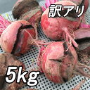 『訳アリ 高糖度ビーツ 5kg』農薬不使用！ 千葉県南房総市産　送料無料！見た目悪いです♪