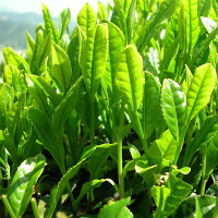 やぶきた茶苗4個セット