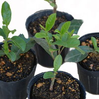 やぶきた茶苗4個セット