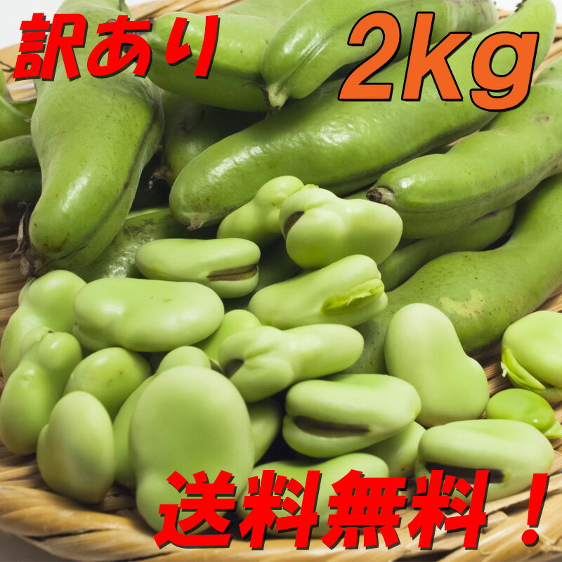 送料無料！『訳あり そら豆/ソラマメ 2kg』農家直送！発送当日に収穫します！