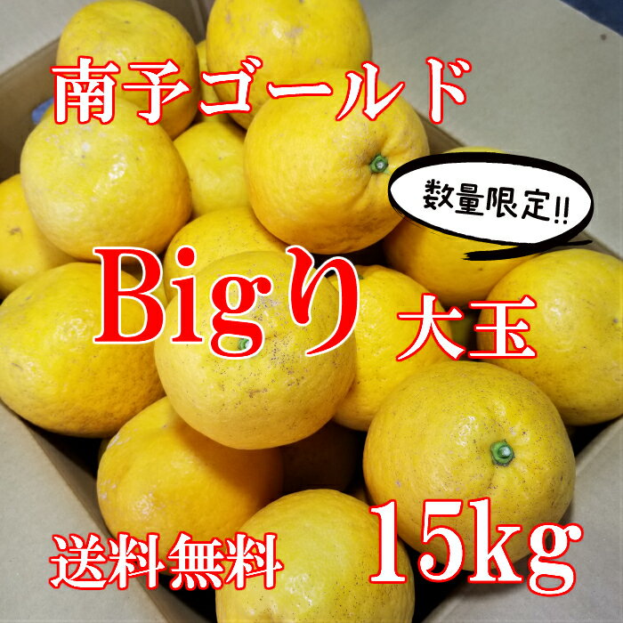 【送料無料】南予ゴールドBigり大玉15kg 河内晩柑・かわちばんかん・食べ応え抜群 《訳あり》【人気商品】スッキリ爽やかジューシー果実 27玉〜32玉サイズ バラ混2L〜4Lサイズ 【旬の果物・フ…