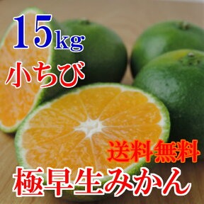 【順次発送】小ちび南予の極早生みかん（極早生・青みかん）15kg《訳あり・小ちび》【愛媛県産】【送料無料】酸っぱさの中にうまさを感じる（サイズ バラ混 3S〜Sサイズ）ビタミンが身体に嬉しい！