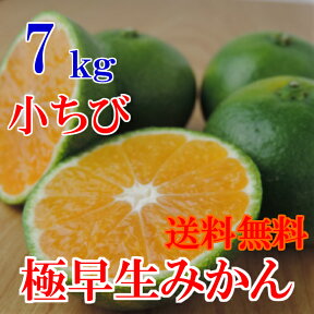 【順次発送】小ちび南予の極早生みかん（極早生・青みかん）7kg《訳あり・小ちび》【愛媛県産】【送料無料】酸っぱさの中にうまさを感じる（サイズ バラ混 3S〜Sサイズ）ビタミンが身体に嬉しい！