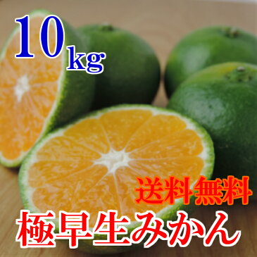 【予約商品】南予の極早生みかん(極早生・青みかん)10kg《訳あり》【愛媛県産】【送料無料】酸っぱさの中にうまさを感じる(サイズ バラ混 2S〜2Lサイズ)ビタミンが身体に嬉しい!