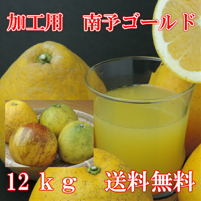 【送料無料】《加工用 河内晩柑》南予ゴールド12kg【旬の果実・フルーツ】 サイズ 2S〜3L キズ・スレ・黒点・浮き・シワ 【人気商品】【愛媛県産】スムージーまたはジュースやゼリー ジャムな…