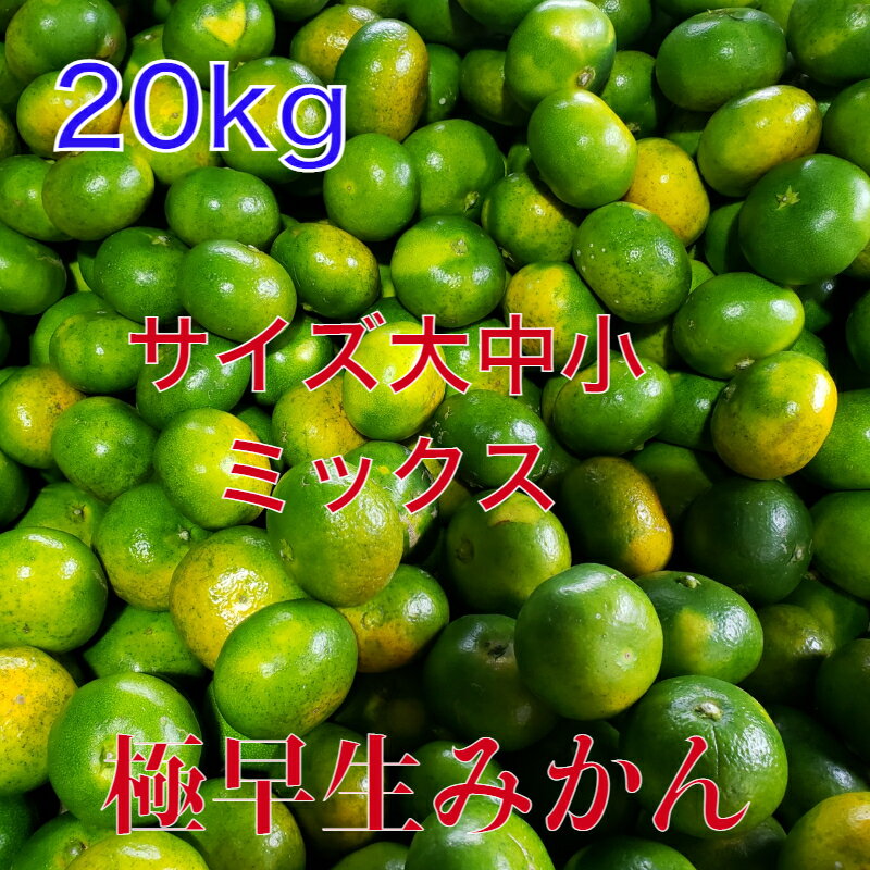 【中小てんこ盛り！】南予の極早生みかん（極早生・青みかん）20kg《訳あり》【大容量】【まとめ買い】（大箱）【愛媛県産】酸っぱさの中にうまさを感じる（サイズ バラ混 3S〜2Lサイズ）ビタミンが身体に嬉しい！【送料無料】【果汁たっぷり】ジューシー・秋のみかんのサムネイル