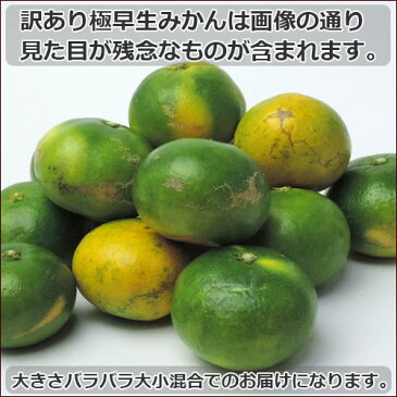 【予約商品】南予の極早生みかん(極早生・青みかん)10kg《訳あり》【愛媛県産】【送料無料】酸っぱさの中にうまさを感じる(サイズ バラ混 2S〜2Lサイズ)ビタミンが身体に嬉しい!