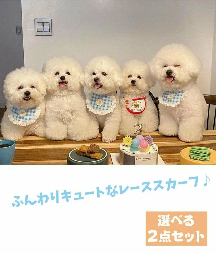 ����줫�� �����å��� �졼�� 16*11cm �ɽ� �� �ե� ���襤�� ǭ �� ����� �ڥå��ѥ����� �����٤�2�����åȡ�