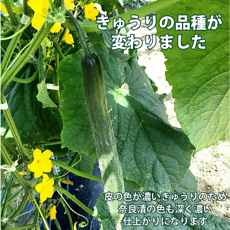 奈良漬 きゅうり 220g 春日大名漬 / 国...の紹介画像2