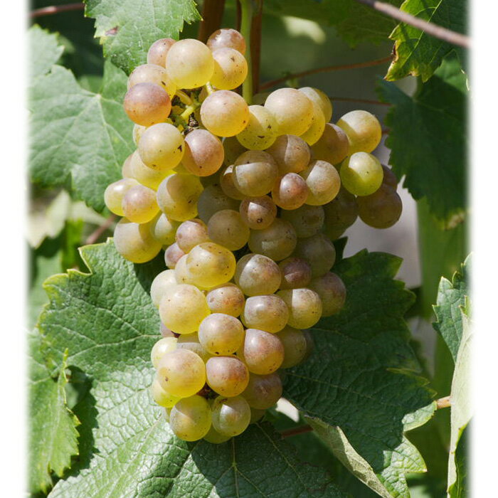 [2本まとめ買い] ルーセット ド サヴォワ キュヴェ ガストロノミー 2023年 ジャン ペリエ エ フィス フランス 白ワイン 辛口 フランスワイン サヴォワ フランス白ワイン アルテッス 750ml 2