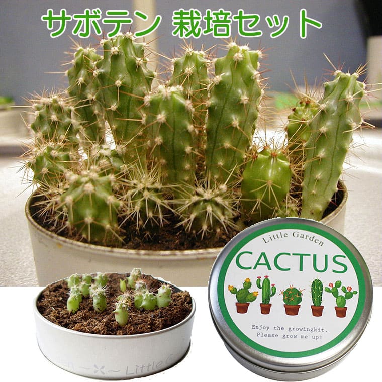 サボテン ミニサボテン cactus 栽培セット 栽培キット 缶入り 多種類 ミニ ミニガーデン 多肉植物 室内 苗 家庭菜園 室内園芸 かわいい 小さい 小さな おしゃれ おすすめ 初心者 卓上 ガーデニング プレゼント プチギフト 一人暮らし ホワイトデー 母の日