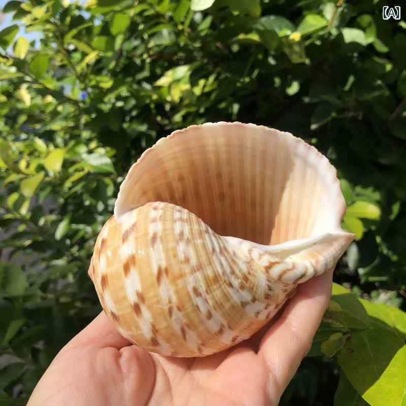 ・カラー展開: 深紋琴螺（9〜12cm、口径6〜8cm）、点琴螺（9〜12cm、口径7〜9cm）、琴螺（9〜12cm、口径6〜8cm）、マンゴー螺（12〜14cm、口径9〜11cm）、花瓢螺（9〜12cm、口径7〜9cm）、白瓢螺（9〜12cm、口径7〜9cm）、薄瓢螺（8〜12cm、口径6〜10cm）、白パールカタツムリ螺（8〜10cm、口径4〜5cm）、緑螺（8〜9cm、口径約4cm）、軌道緑螺（8〜9cm、口径約4cm）、黒骨螺（7〜9cm、口径3〜4cm）、赤旋螺（13〜15cm、口径5〜7cm）、粉骨螺（7〜9cm、口径3.5〜4.5cm）、パール塔（8〜10cm、口径3.5〜4.5cm）、大メロン螺（5〜7cm、口径3〜4cm）、琵琶螺（6〜8cm、口径3〜5cm）、トーチ香螺（6〜8cm、口径3〜4cm）、南アフリカ螺（5〜7cm、口径2.5〜3.5cm）、南アフリカ螺（7〜9cm、口径3.5〜4.5cm）、黒金剛螺（5〜7cm、口径2.5〜3.5cm）、黒タツナミガイ螺（3〜5cm、口径1〜2cm）、花緑螺（4〜5cm、口径2〜2.5cm）、粉塔螺（3〜5cm、口径1.5〜2.5cm）、バイ貝（4〜6cm、口径2〜3cm）、海参螺（3〜5cm、口径2〜3cm）、古文螺（4〜5cm、口径2〜2.5cm）、ゼブラバイ貝（2〜4cm、口径1〜2cm）、黒バラ千手（5〜7cm、口径2〜4cm）、風景螺（6〜8cm、口径4〜6cm）、紅香螺（5〜7cm、口径2.5〜3.5cm）、白猫目（3〜5cm、口径2〜3cm）、蛍光タツナミガイ（3〜5cm、口径1〜2cm）、落花生螺（6〜8cm、口径2.5〜3.5cm）、黒木旋カタツムリ（2〜4cm、口径1〜2cm）、白木旋カタツムリ（2〜4cm、口径1〜2cm）、黒メロンカタツムリ（2〜3cm、口径1〜1.5cm）、白メロンカタツムリ（2〜3cm、口径1〜2cm）、帝王螺（6〜8cm、口径3〜4cm）、黄パールカタツムリ（4〜5cm、口径2〜3cm）、金口蛙（6〜8cm、口径2.5〜3.5cm）、赤旋螺（6〜8cm、口径2〜4cm）、軌道緑螺（4〜5cm、口径2〜2.5cm）、白パールカタツムリ（4〜5cm、口径2〜2.5cm）、ブトカタツムリ螺（4〜5cm、口径1〜1.5cm）、メノウカタツムリ殻（5〜7cm、口径2〜3cm）、黒斑緑螺（4〜5cm、口径2〜2.5cm）、緑螺（2〜3cm、口径1〜2cm）、緑螺（4〜5cm、口径2〜2.5cm）、軌道緑螺（9〜10cm、口径4〜5cm）、緑螺（9〜10cm、口径4〜5cm）