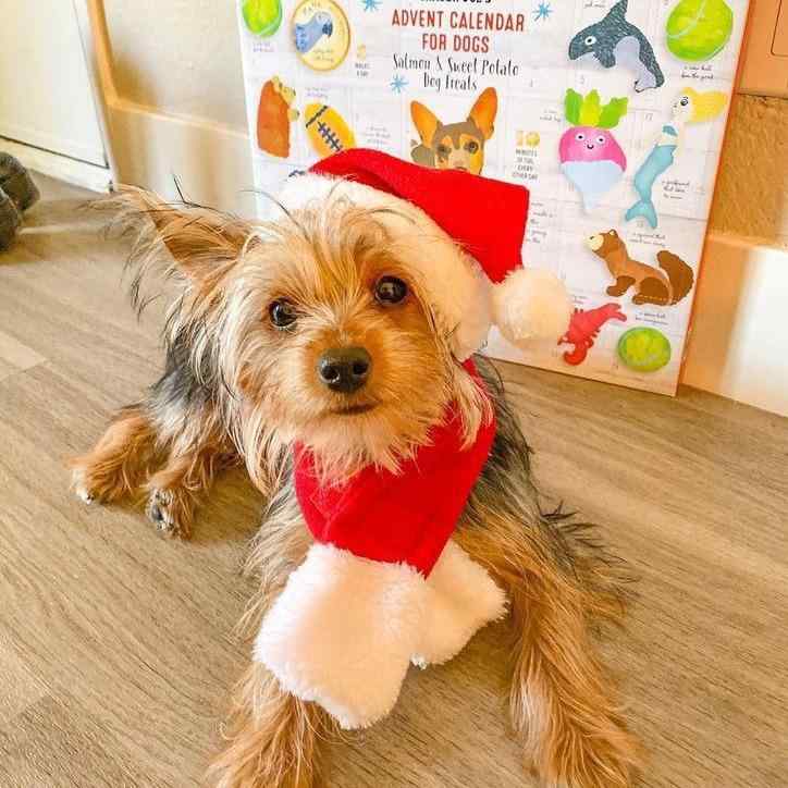 ペット用品 猫 犬 小型ペット クリスマス サンタ帽子 マフラー スカーフ ネックウォーマー ポンポン コ..