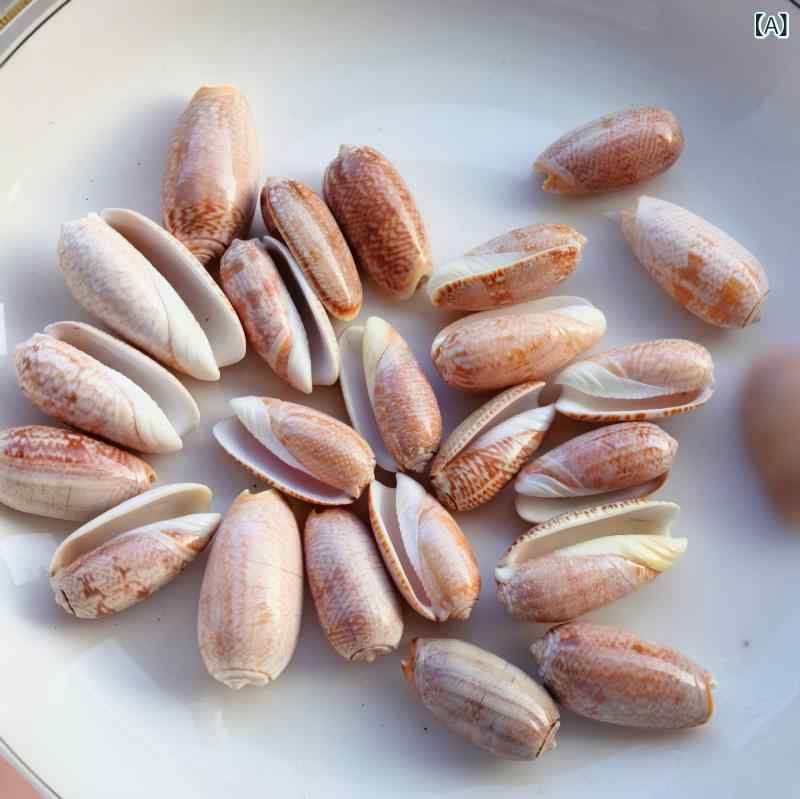 貝殻 巻き貝 天然 小型 アカテツボラ シェル マリンシェル DIY ハンドメイド 素材 アクアリウム 水槽 レイアウト 飾り デコレーション インテリア オブジェ コレクション 赤色系 珊瑚 海のオブジェ