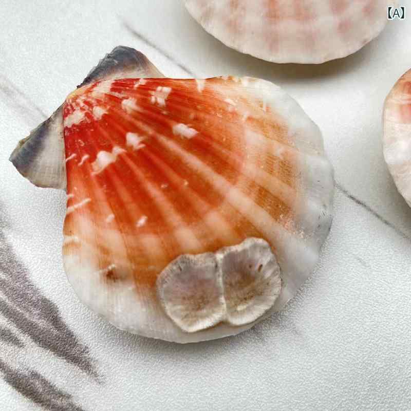 天然貝 オブジェ 巻き貝 ホタテ シェル 浮き彫り レリーフ 標本 アクアリウム 水槽飾り インテリア コレクション ディスプレイ(x3)