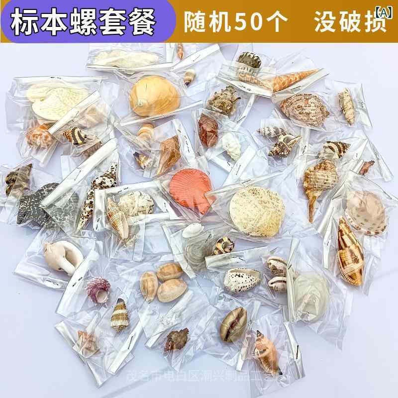 貝殻 マリンシェル 天然 貯水ハナガタサンゴ 希少 標本 コレクション 地中海風 インテリア 雑貨 ディスプレイ 装飾品 撮影用 造景 ホームデコレーション 観賞用