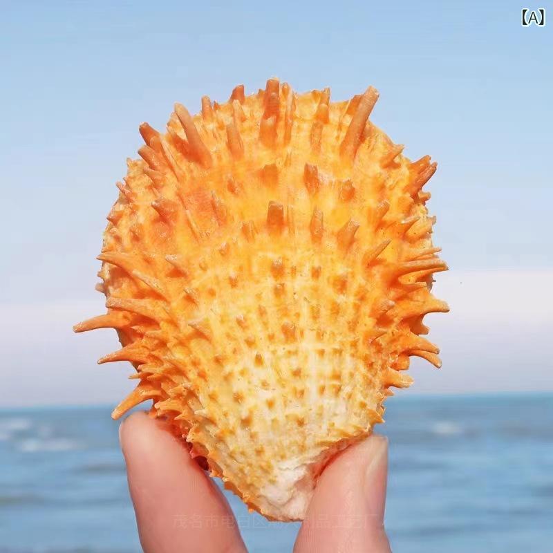 貝殻 黄金 ウミギクガイ 天然 希少 巻き貝 シェル 水槽 アクアリウム レイアウト 標本 コレクション イ..