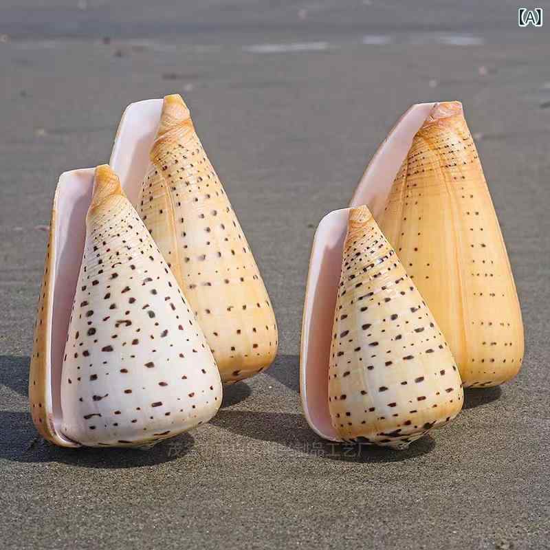 楽天市場】イモガイ 貝殻の通販