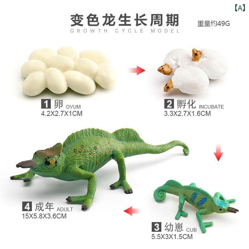 動物フィギュア キッズ 子供 リアル トカゲ 成長サイクル カメレオン フトアゴヒゲトカゲ イグアナ オオトカゲ 成長過程 模型 フィギュア 観察 学習 知育玩具 置物