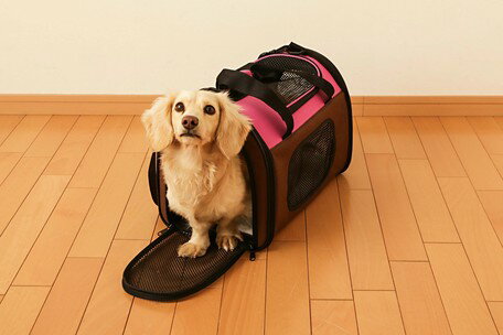 【ペット用品　キャリー　ハウス】折りたたみソフトキャリー　POTC-410A(犬 ケージ ソフト 折りたたみ ペットキャリー 折りたたみソフトキャリー 犬用 ペット用 ペットバッグ ペット用キャリー キャリーバッグ おでかけ 通院 アイリスオーヤマ)