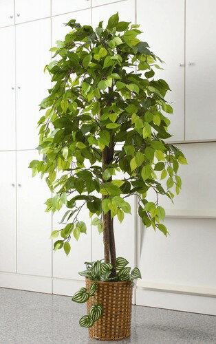 フェイクグリーン　人工観葉植物　ベンジャミン&観音竹セット（TAN-604）(大型 光触媒 造花 インテリア おしゃれ お祝い 室内 部屋 風水 消臭 リビング 玄関 人気 空気清浄 葉 葉っぱ 空気 植物 大きい かわいい)