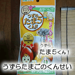 豊橋うずら　うずらたま5くん〜薫製〜　煮卵　お弁当に　うずら卵煮　野田味噌商店うずら　野田味噌商店　煮卵