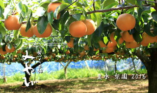 豊水梨の果樹園