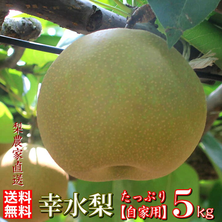 幸水 5kg【自家用】【送料無料】「梨づくり本舗みやび」の訳ありは、ひと味違います！ 幸水 こうすい 梨 和梨 産地直送　茨城名産百四十年続く梨園の生産者が旬を見極め、こだわりの美味しい梨をお届け致します