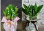 幸福を呼ぶ花「スズラン」 大鉢ラッピングつき