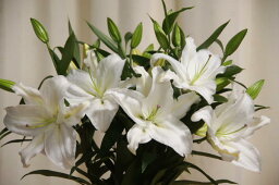 カサブランカの花束 大輪の白オリエンタル百合5本花束【母の日にどうぞ】