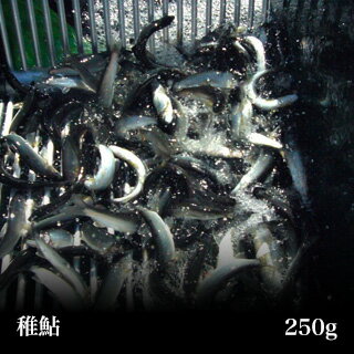 商品名 稚鮎（冷凍） 産地名 栃木県産 内容量 250g（約1〜2人分） 消費期限 要冷凍（約60日） 保存方法 -10℃以下で保存してください（要冷凍） 解凍方法 30分位流水で解凍してから調理してください。 【注意事項】 ※冷凍便となります。 ※この商品は他商品との同梱しての発送はできません。 他商品とのご注文の場合、送料再計算となります。 ご了承くださいこの稚鮎は当店の池で育てたオリジナル商品です。 稚鮎とは鮎の子供のことを言います。 約10g（約10cm前後）サイズになるのを待って、鮮度の良いところを冷凍いたしました。 今までにない鮎の味わいをぜひご賞味ください。 実店舗ではお子様からお年寄りにも大人気の商品です。 骨がやわらかく気にならないので、頭からパクッとお召し上がりください。 食べ方 なんといってもから揚げにしてポン酢をかけて食べる方法が1番!! から揚げ粉をつけずに素揚げにポン酢でも美味しいです。 簡単、手早くできるので忙しい主婦の強い味方。 その他にもマリネ・てんぷら等　和洋中さまざまなお料理にご利用いただけます。