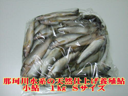 Ȥץߥ  S1kg (ŷž夲¿ܿ)