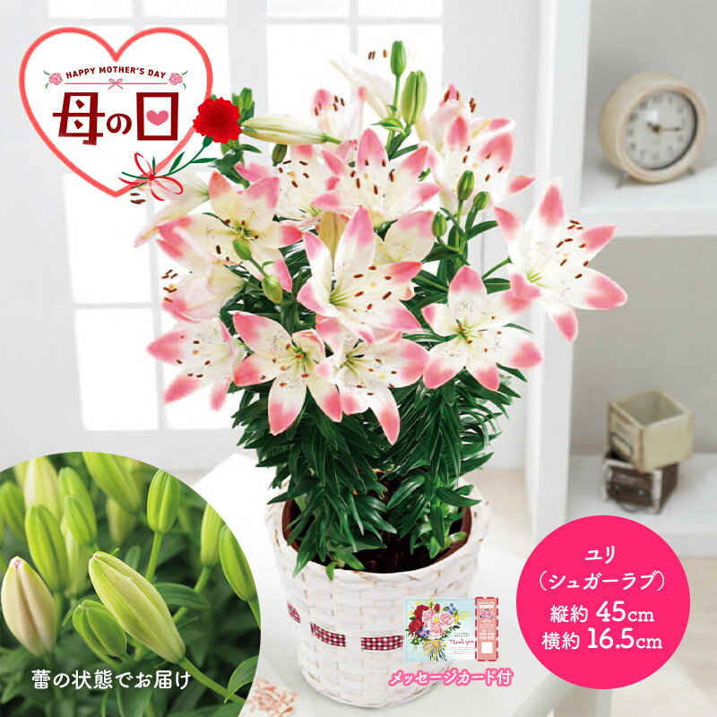 【母の日 2024/5/8～12お届け】 花 ユリ (シュガーラブ) 5.5号鉢 DOMR37-7-81010 バスケット メッセージカード付 花 生花 鉢植 百合 ゆり プレゼント お祝い お礼 お母さん おかあさん 母さん 義母 ギフト 送料無料 実用的のサムネイル