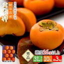 【予約販売 2023/11/13～11/30お届け】 岐阜県産 「富有柿」 3Lサイズ 10玉入 (個包装なし・熨斗不可) 約3kg SF3L10NW 柿 かき カキ 糖度16度以上 秀品 贈答用 お取り寄せフルーツ フルーツ 青果 くだもの 果物 お祝い 内祝い 食品 ギフト プレゼント 送料無料