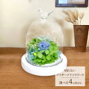 【エントリーでP14 5/9 20:00-】 母の日 父の日 2025 SOUP ガラスドームアレンジメント 枯れないプリザーブドフラワーF 4,450円(税・...