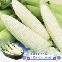 【8/21~9/15お届け】 北海道 産 とうもろこし ( ホワイト ) SN0000-031091 野菜 夏野菜 トウモロコシ コーン 白い 白いとうもろこし...