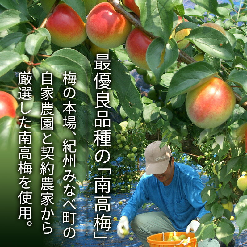 早割 お中元 父の日 2026 紀州うす塩梅「 瑞宝 ( ずいほう ) 」12粒 MF003 梅干し ...
