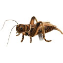 ハンサ【HANSA】リアルぬいぐるみ コオロギ 27 CRICKET 昆虫 むし 大きいサイズ