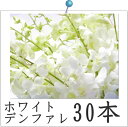 デンファレ　白　ホワイト　シロ　ビッグホワイト　レイ　30本　安い　洋蘭　お供え　誕生日　お礼　フラ ...