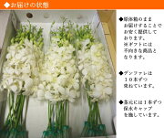 楽天市場 デンファレ 白 ホワイト シロ ビッグホワイト レイ 30本 安い 洋蘭 お供え 誕生日 お礼 フラ シンガポール タイ 5点 150本 以上のご購入で基本送料無料 デンファレは計300本まで同梱可能 Natural Earth みんなのレビュー 口コミ 楽天市場 デンファレ 白 ホワイト シロ ビッグホワイト レイ 30本 安い 洋蘭 お供え 誕生日 お礼 フラ シンガポール タイ 5点 150本 以上のご購入で基本送料無料 デンファレは計300本まで同梱可能 Natural Earth みんなのレビュー 口コミ