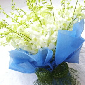 ホワイトデンファレ20本の花束お供え　誕生日　お祝い　父の日　母の日　敬老の日　結婚記念日　卒業
